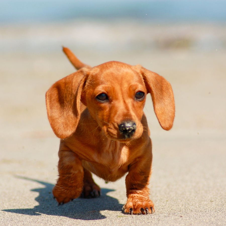 Krynica Morska z psem – przewodnik dog friendly po plaży, noclegach i spacerach